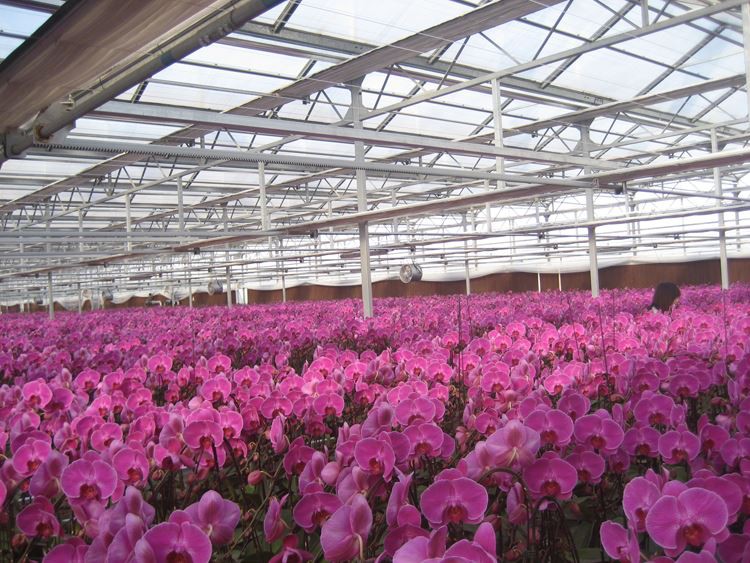 Glass Greenhouse 3