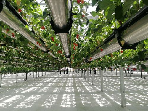 Glass Greenhouse