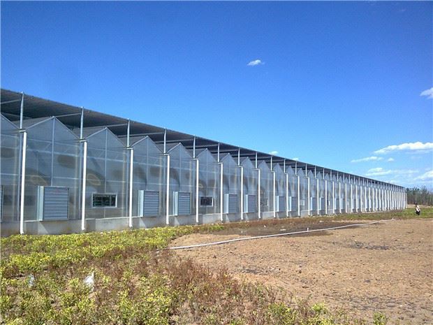 How to grow flowers in a multi-span greenhouse.