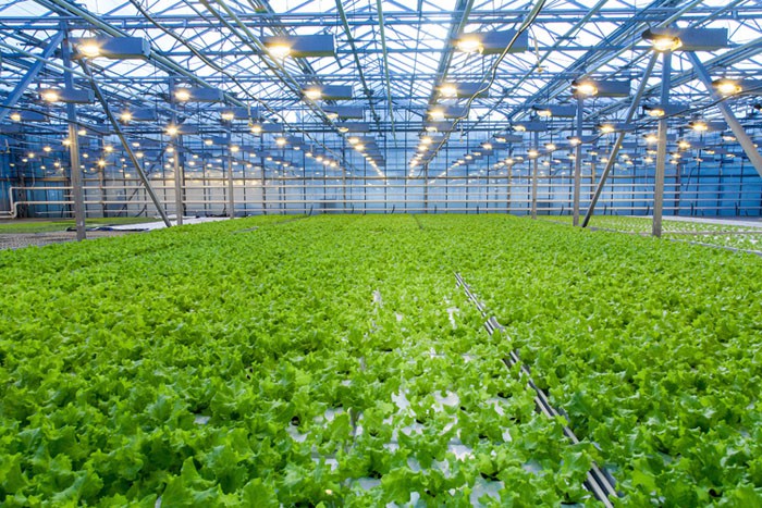Glass Agriculture Greenhouse